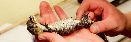 Black caiman baby crocodile in hand