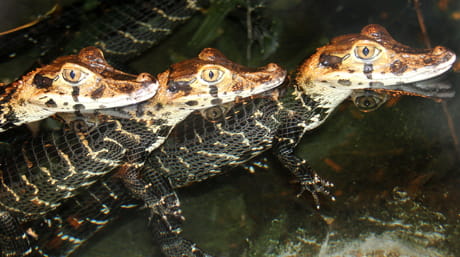 Black caiman crocodiles