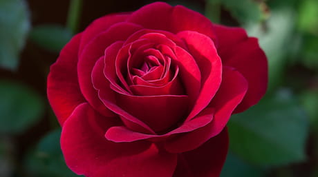 IFTEX 2016 red rose
